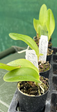 Load image into Gallery viewer, Orchid Seedling  50mm Pot Size - Cattleya Shin Shiang Diamond x Toshie Aoki