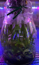 Load image into Gallery viewer, Flask - Vanda lamellata 'Hsinying' x self - Species