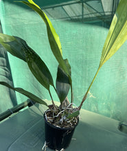 Load image into Gallery viewer, Orchid 100mm Pot size - Stanhopea graveolens x nigroviolacea - upside down orchid