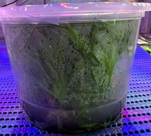 Load image into Gallery viewer, Flask - Oncidium Zygonisia Cynosure 'Blue Birds'