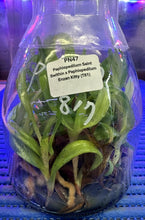 Load image into Gallery viewer, Flask - Paphiopedilum  Paph. Saint Swithin x Enzan Kitty - Slipper Orchid