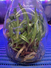 Load image into Gallery viewer, Flask - Paphiopedilum  Paph. Saint Swithin x Enzan Kitty - Slipper Orchid