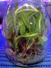 Load image into Gallery viewer, Flask - Paphiopedilum  Paph. Saint Swithin x Enzan Kitty - Slipper Orchid