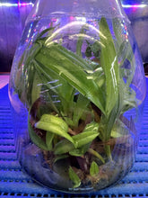 Load image into Gallery viewer, Flask - Paphiopedilum  Paph. Saint Swithin x Enzan Kitty - Slipper Orchid
