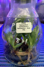 Load image into Gallery viewer, Flask - Paphiopedilum  Paph. appletonianum x Enzan Kitty  - Slipper Orchid