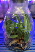 Load image into Gallery viewer, Flask - Paphiopedilum  Paph. appletonianum x Enzan Kitty  - Slipper Orchid