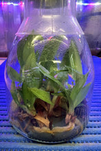 Load image into Gallery viewer, Flask - Paphiopedilum  Paph. appletonianum x Enzan Kitty  - Slipper Orchid