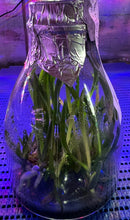 Load image into Gallery viewer, Flask - Phalaenopsis Papilaenopsis L'espirit de Kellock 'M' (Papilionanthe Miss Joaquim x Phal pulcherrima)