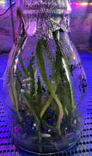 Load image into Gallery viewer, Flask - Phalaenopsis Papilaenopsis L'espirit de Kellock 'M' (Papilionanthe Miss Joaquim x Phal pulcherrima)