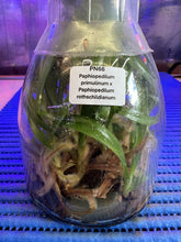 Load image into Gallery viewer, Flask - Paphiopedilum  Paph. primulinum x rothschildianum - Slipper Orchid