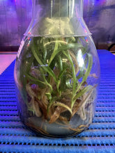 Load image into Gallery viewer, Flask - Paphiopedilum  Paph. primulinum x rothschildianum - Slipper Orchid