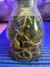 Load image into Gallery viewer, Flask - Paphiopedilum  Paph. primulinum x rothschildianum - Slipper Orchid