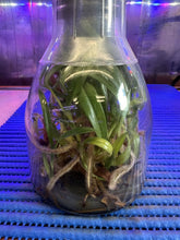 Load image into Gallery viewer, Flask - Paphiopedilum  Paph. primulinum x rothschildianum - Slipper Orchid