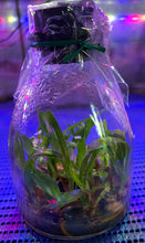 Load image into Gallery viewer, Flask - Paphiopedilum Paph. (Hilo Girl x Thunder Cat 'Spotted') x sib - Slipper Orchid