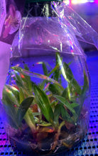 Load image into Gallery viewer, Flask - Paphiopedilum Paph. (Hilo Girl x Thunder Cat 'Spotted') x sib - Slipper Orchid