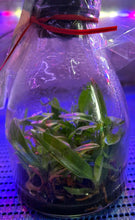 Load image into Gallery viewer, Flask - Paphiopedilum Paph. In Charm Gold x rungsuriyanum - Slipper Orchid