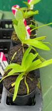 Load image into Gallery viewer, Orchid Seedling 50mm Pot Size - Angraeceum eburneum x self - Species