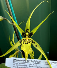 Load image into Gallery viewer, Orchid Seedling 50mm Pot size - Oncidium Brassidium Gilded Urchin 'Ontario'