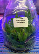 Load image into Gallery viewer, Flask - Trichoglottis ionosma x sib  Species