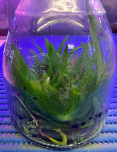 Load image into Gallery viewer, Flask - Trichoglottis ionosma x sib  Species