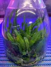 Load image into Gallery viewer, Flask - Trichoglottis ionosma x sib  Species