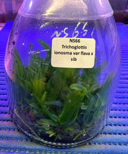 Load image into Gallery viewer, Flask - Trichoglottis ionosma var flava x sib  Species