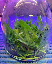 Load image into Gallery viewer, Flask - Trichoglottis ionosma var flava x sib  Species