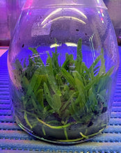 Load image into Gallery viewer, Flask - Trichoglottis ionosma var flava x sib  Species