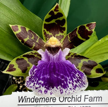 Load image into Gallery viewer, Flask - Oncidium Zygopetalum Jumpin Jack