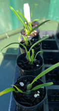 Load image into Gallery viewer, Orchid Seedling 50mm Pot Size - Bulbophyllum capillipes - Species