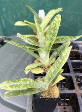 Load image into Gallery viewer, Orchid Seedling Advanced 50mm Pot Size - Paphiopedilum In Charm Silver Bell x Doya Green Prince