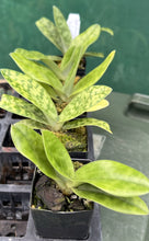 Load image into Gallery viewer, Orchid Seedling 50mm Pot Size - Paphiopedilum Hsinying Leopard x Doya You Beautiful