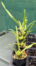 Load image into Gallery viewer, Orchid 50mm Pot Size - Oncidium Heaven Scent 'Redolence'