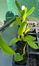 Load image into Gallery viewer, Orchid Seedling 50mm Pot Size - Cattleya Suzuki's Preciosa