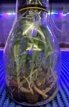 Load image into Gallery viewer, Flask - Paphiopedilum Paph. Doya Green Prince x charlesworthii album - Slipper Orchid