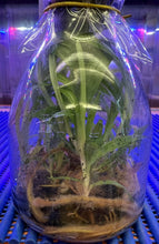 Load image into Gallery viewer, Flask - Paphiopedilum Paph. Doya Green Prince x charlesworthii album - Slipper Orchid