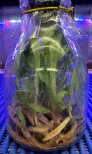 Load image into Gallery viewer, Flask - Paphiopedilum Paph. Doya Green Prince x charlesworthii album - Slipper Orchid