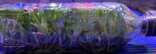 Load image into Gallery viewer, Flask - Oncidium Zygopetalum Artur Elle 'Tombstone'