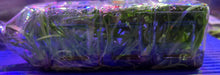 Load image into Gallery viewer, Flask - Oncidium Odontocidium Rex's Luck 'Firefly'