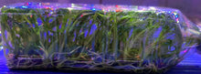 Load image into Gallery viewer, Flask - Oncidium Sharry Baby 'Sweet Fragrance'