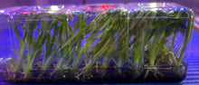 Load image into Gallery viewer, Flask - Oncidium Bellara Big Shot 'Hilo Sparkle'
