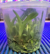 Load image into Gallery viewer, Flask - Oncidium (Psy) Mariposa (Shorter Flower Stem)