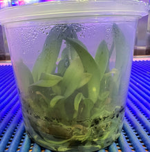 Load image into Gallery viewer, Flask - Oncidium (Psy) Mariposa (Shorter Flower Stem)