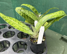 Load image into Gallery viewer, Flowering Size Orchid - Paphiopedilum Hung Shen Bayx Doya Impulse