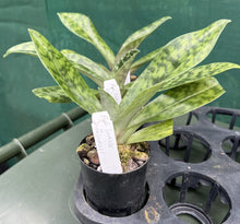 Load image into Gallery viewer, Flowering Size Orchid - Paphiopedilum Impulse x Doya Impulse