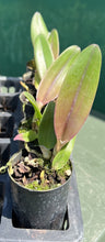 Load image into Gallery viewer, Orchid Seedling 50mm Pot Size - Cattleya Purple Ruby x Pirate King 'Red Sun'