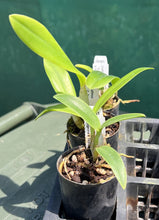 Load image into Gallery viewer, Orchid Seedling 50mm Pot size - Cattleya Trick or Treat x (tigrina x Topaz Lullaby)