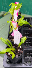 Load image into Gallery viewer, Orchid Seedling 50mm Pot Size - Dendrobium profusum 'red' - Species