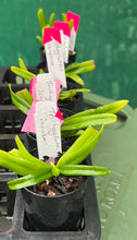 Load image into Gallery viewer, Orchid Seedling 50mm Pot Size - Trichoglottis ionosma - Species