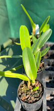 Load image into Gallery viewer, Orchid Seedling 50mm Pot Size - Cattleya purpurata carnea x sib ('20-6' x Escura)